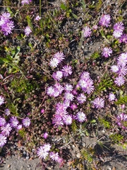 Lampranthus debilis