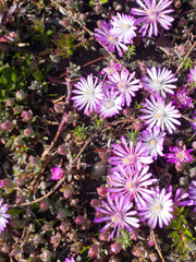 Lampranthus debilis