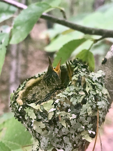 Ruby-throated Hummingbird photographed in Vermont
