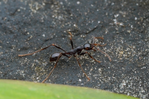 Aenictus binghamiiAenictus binghamii