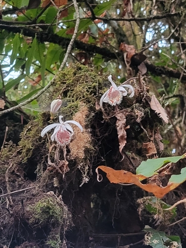Pleione humilis, photograph 2