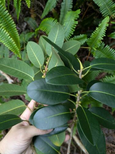 Ficus obliqua observed 2025-03-04