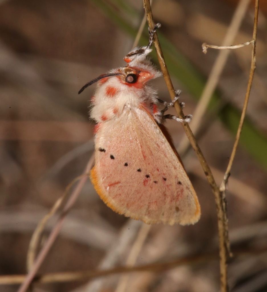 Trosia obsolescens
