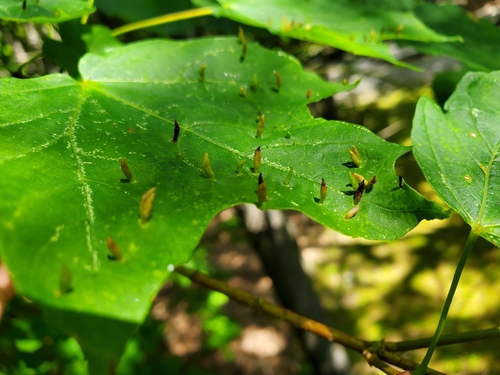 Maple Spindle Gall Mite