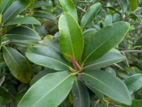 Ficus obliqua observed 2025-03-04