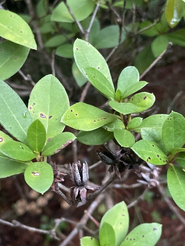 Rhododendron scabrum observed 2024-09-11
