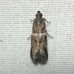Moodna ostrinella