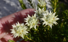 Phylica lucida