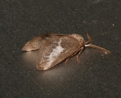 Cryptophobetron oropeso