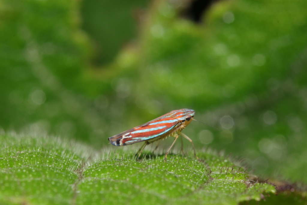 Sibovia tunicata