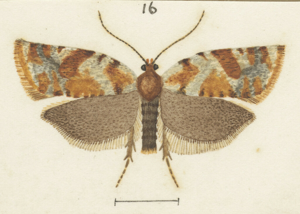 Epichorista zatrophana