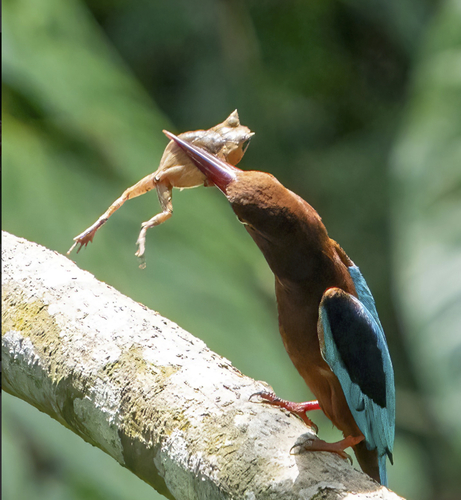 Brown-Breasted Kingfisher