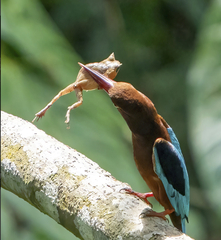 Brown-Breasted Kingfisher