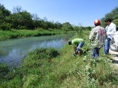 Hygrophila corymbosa