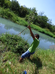 Hygrophila corymbosa