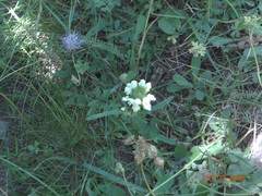 Prunella laciniata