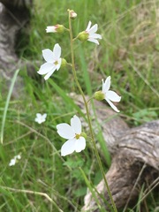 Lithophragma cymbalaria