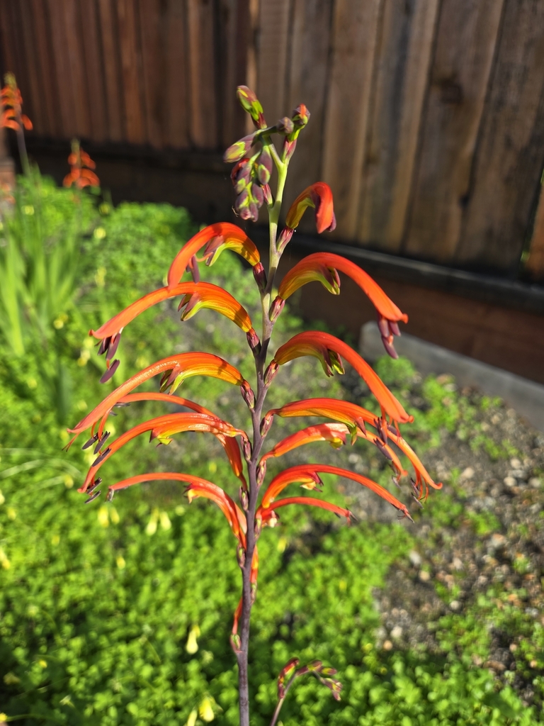 Chasmanthe bicolor (Chasmanthe bicolor)