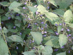 Hygrophila corymbosa