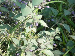 Hygrophila corymbosa