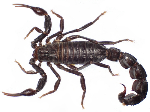 Androctonus kunti