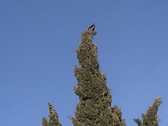 Corvus cornix