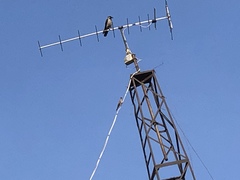 Corvus cornix