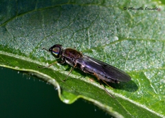Sargus cuprarius