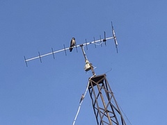 Corvus cornix