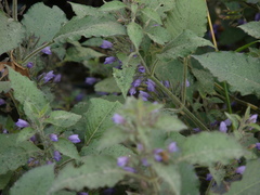 Hygrophila corymbosa