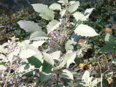 Hygrophila corymbosa