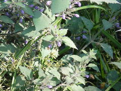 Hygrophila corymbosa