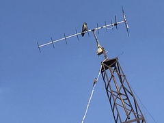 Corvus cornix