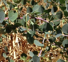 Capparis zoharyi