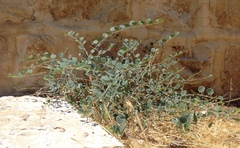 Capparis zoharyi