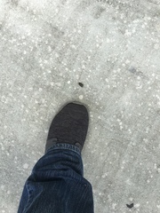 Piezosternum subulatum