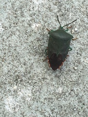 Piezosternum subulatum