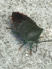 Piezosternum subulatum