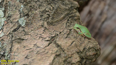 Hyla japonica