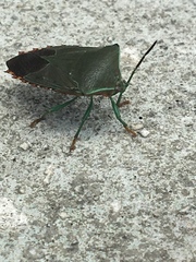 Piezosternum subulatum