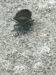 Piezosternum subulatum