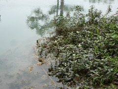 Hygrophila corymbosa