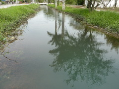 Hygrophila corymbosa