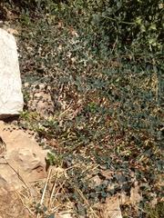 Capparis zoharyi
