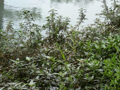 Hygrophila corymbosa