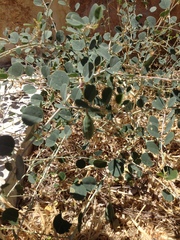 Capparis zoharyi