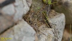 Gastrimargus marmoratus