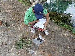 Hygrophila corymbosa