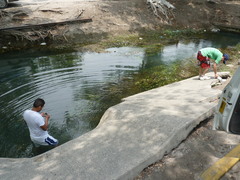 Hygrophila corymbosa