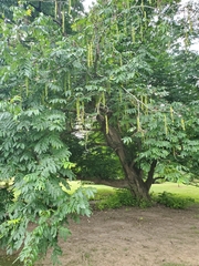 Pterocarya